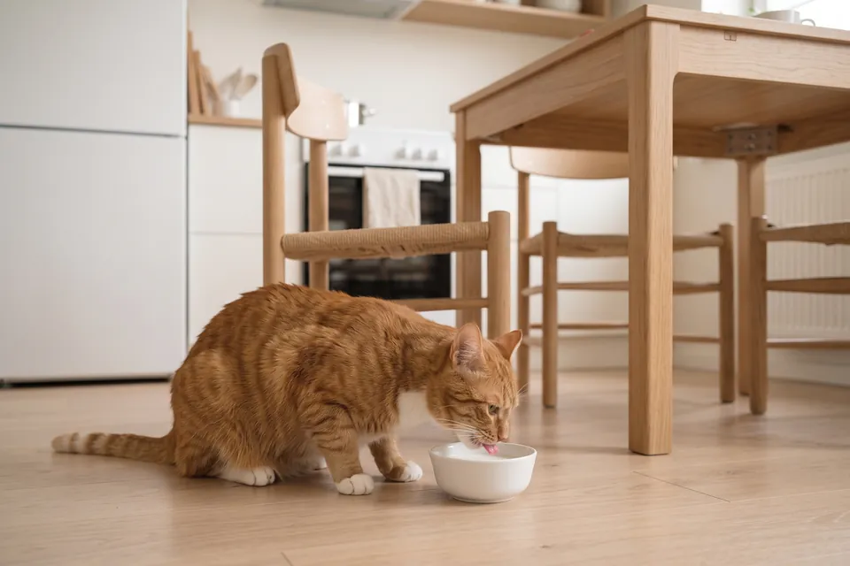 Statt des Fisches bekommt die Katze heute Milch.