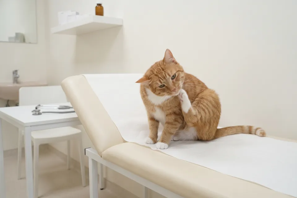 Die Katze hat seit zwei Tagen Ohrenschmerzen.