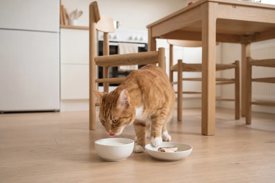 Die Katze mag sowohl Milch als auch Fisch.