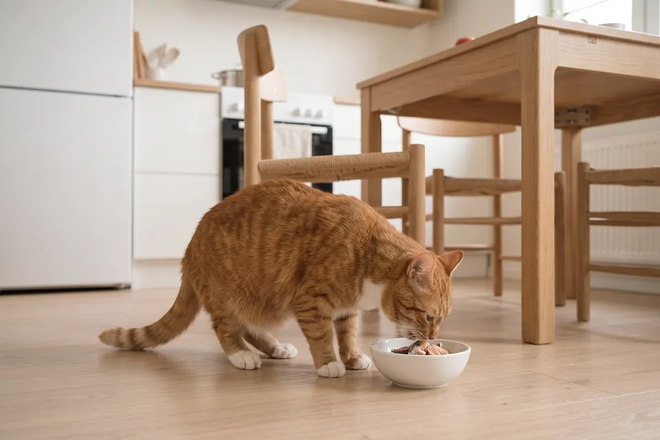 Der Fisch schmeckt der Katze.