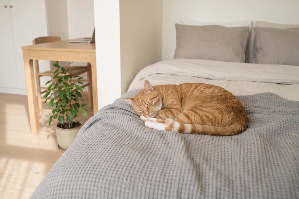 Die Katze muss nicht früh aufstehen.