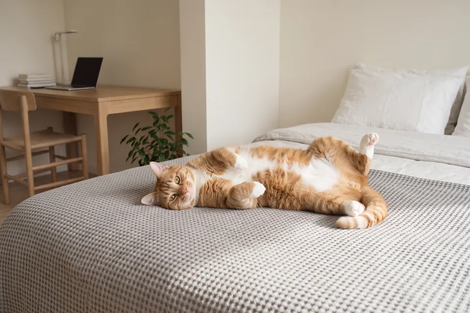 Die Katze zeigt mir ihren Bauch.