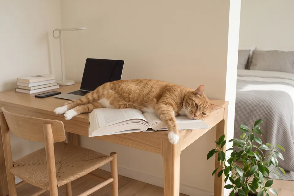 Mit der Katze darauf lässt sich das Buch nicht lesen.