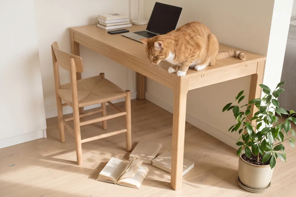 Die Katze hatte die Bücher vom Schreibtisch geworfen.