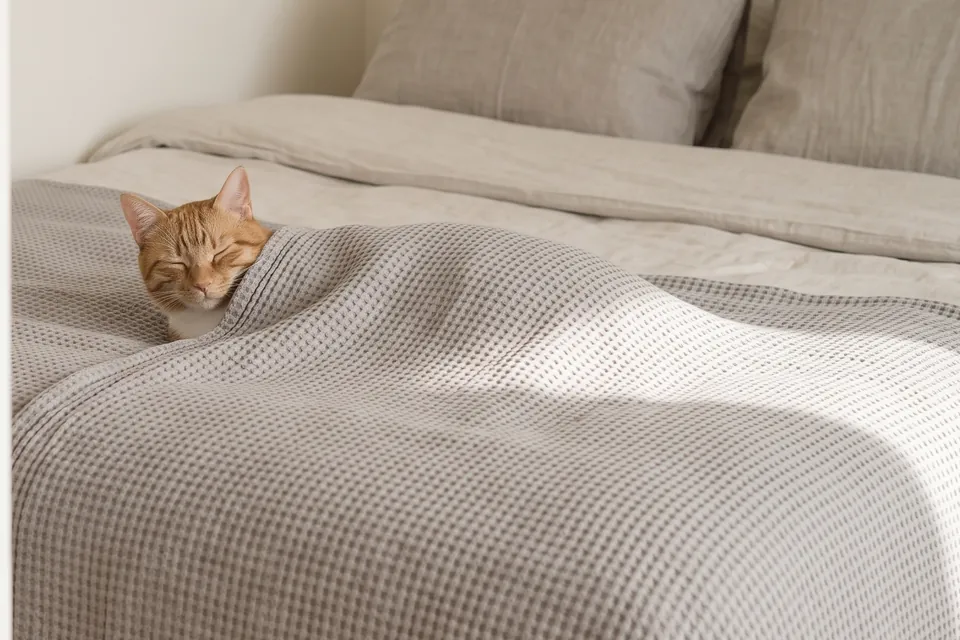 Die Decke, unter der die Katze schläft, ist warm.
