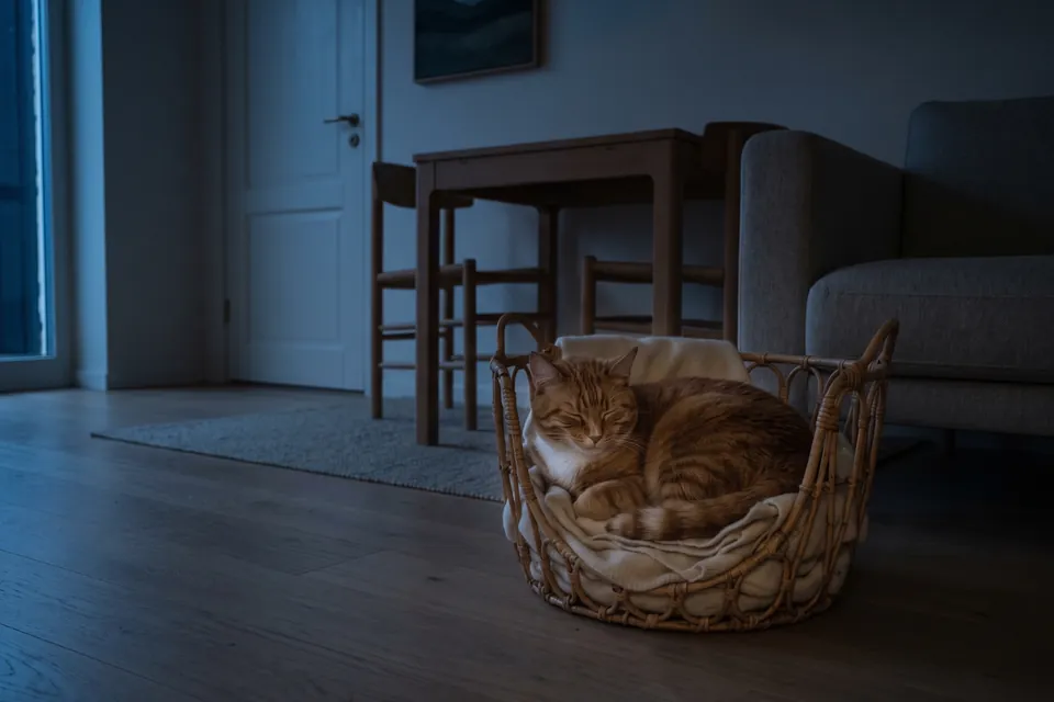 Die Katze ist müde. Gute Nacht!