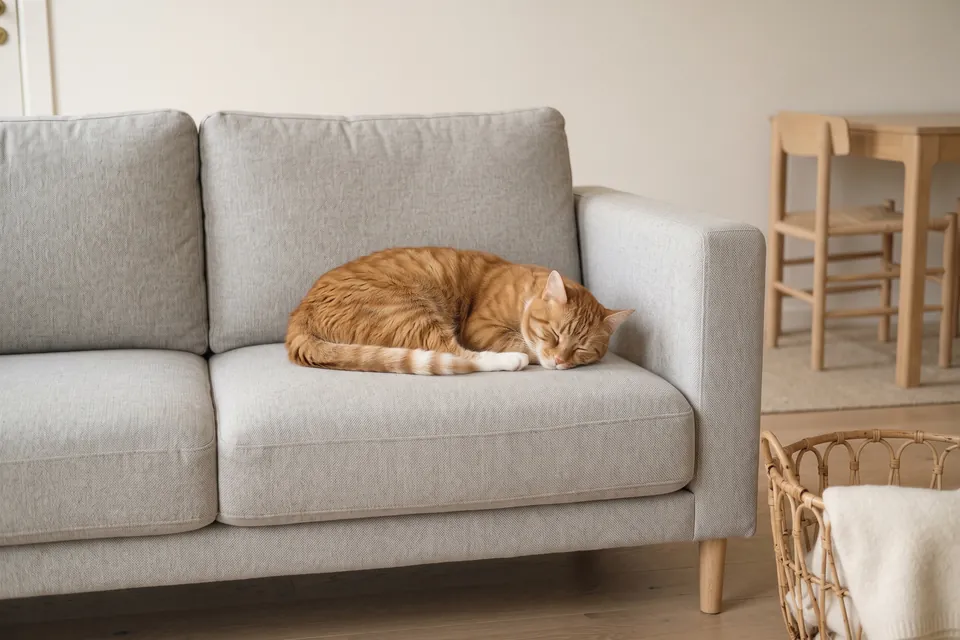 Die Katze schläft, weil sie müde ist.