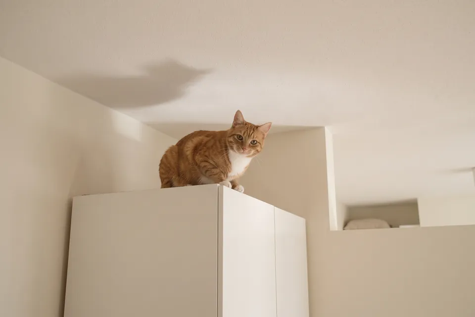 Die Katze sitzt ganz oben. Komm runter!